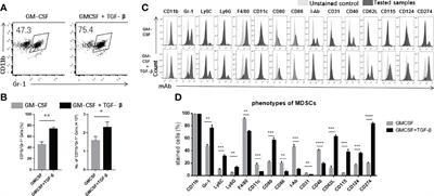 TGF-β Enhances Immunosuppression of Myeloid-Derived Suppressor Cells to Induce Transplant Immune Tolerance Through Affecting Arg-1 Expression